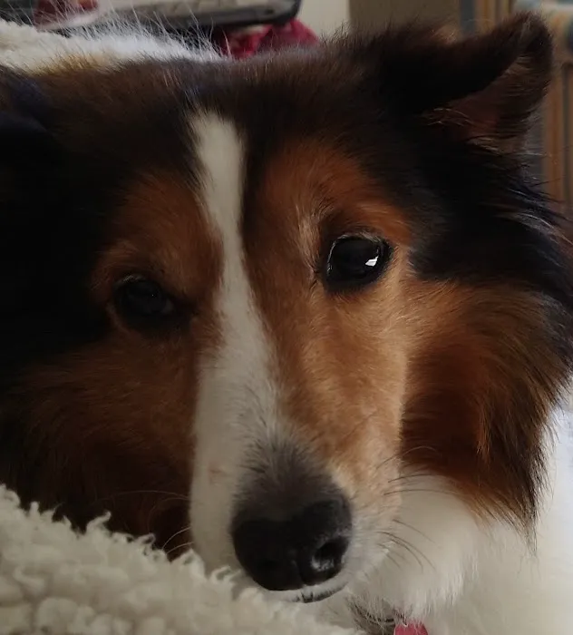 Cumberland Animal Hospital Picture 1