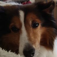 Cumberland Animal Hospital ico