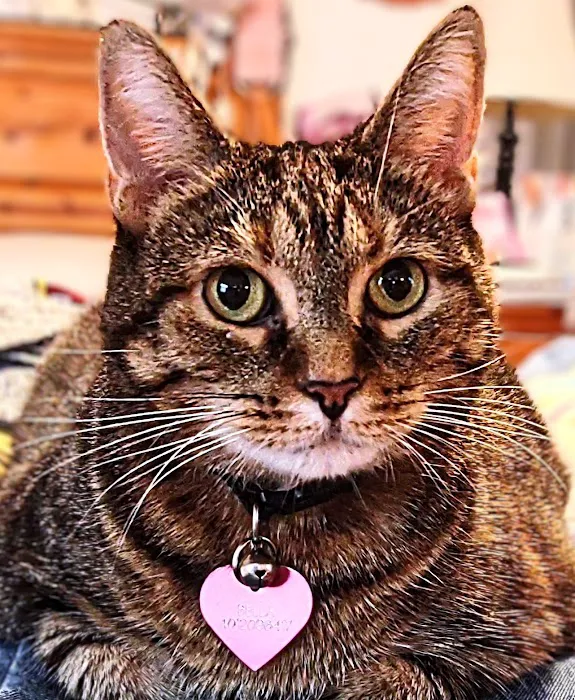 Cumberland Animal Hospital Picture 10