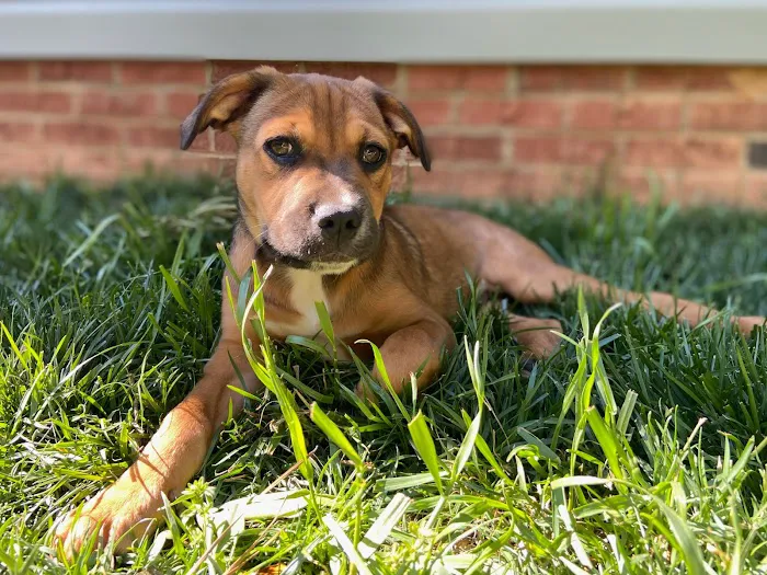 Abbott Valley Veterinary Center Picture 4