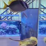 Aquatica