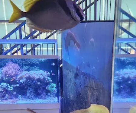 Aquatica