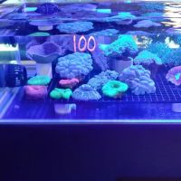 Salty's of Lake Norman ico