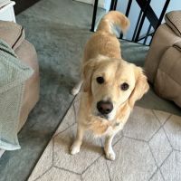 Compassionate Care Veterinary Clinic ico