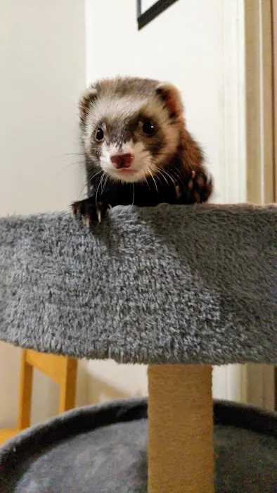 Compassionate Care Veterinary Clinic Picture 3