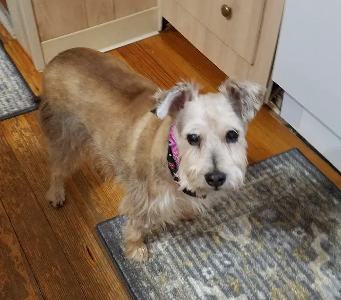 Compassionate Care Veterinary Clinic Picture 2