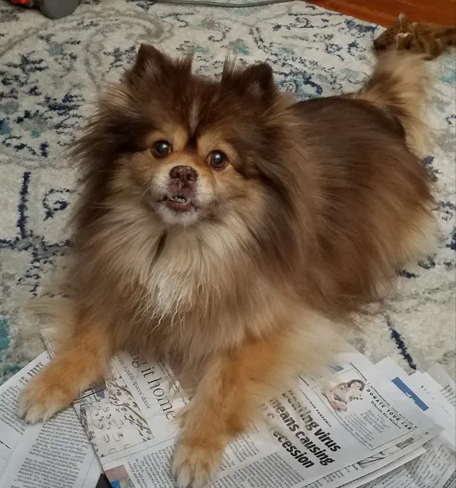 Compassionate Care Veterinary Clinic Picture 9