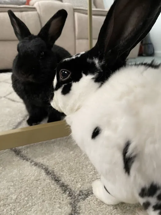 Compassionate Care Veterinary Clinic Picture 6