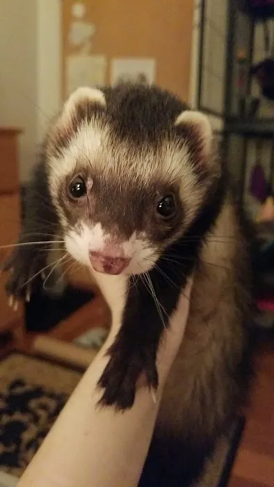 Compassionate Care Veterinary Clinic Picture 7