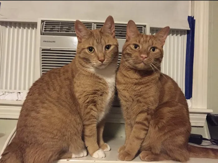 Medway Animal Hospital Picture 3