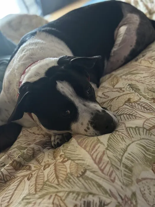 Medway Animal Hospital Picture 7