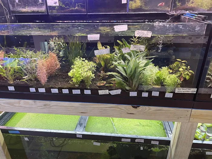 Upscale Aquatics Picture 1