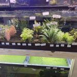 Upscale Aquatics