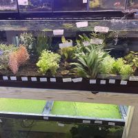 Upscale Aquatics ico