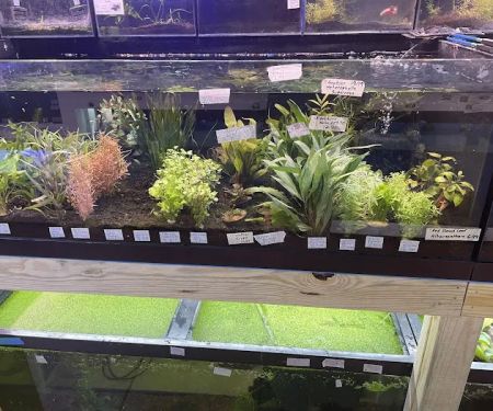 Upscale Aquatics
