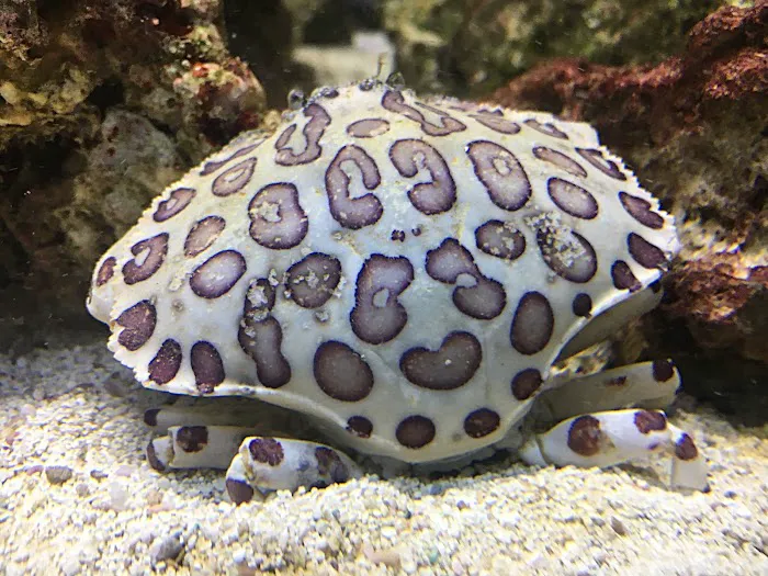 Upscale Aquatics Picture 5