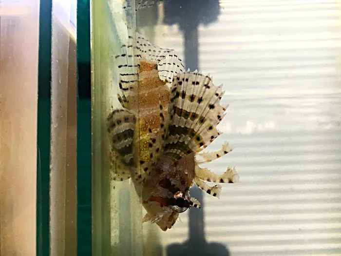 Upscale Aquatics Picture 9