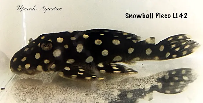 Upscale Aquatics Picture 10