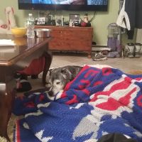 Banfield Pet Hospital ico