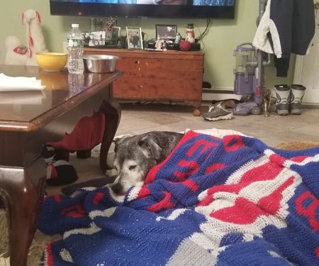 Banfield Pet Hospital