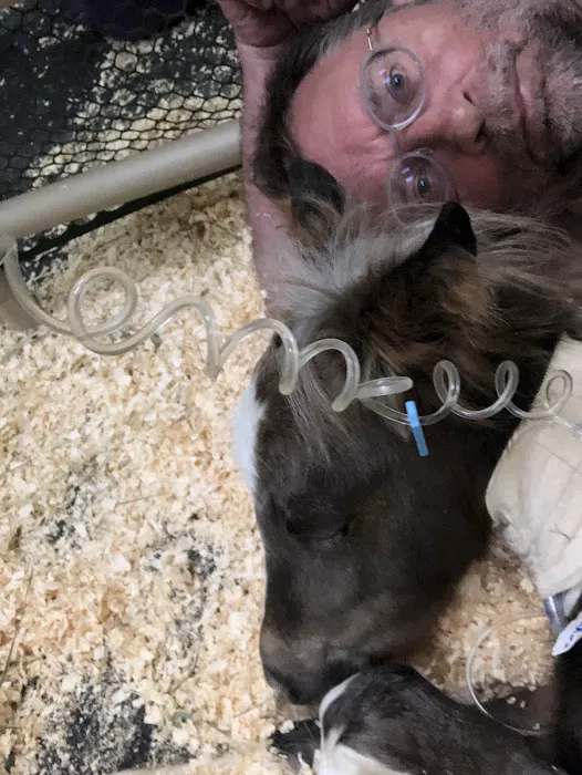 Equine Therapies Picture 1