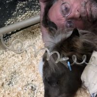 Equine Therapies ico