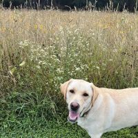 Franklin Veterinary Clinic ico