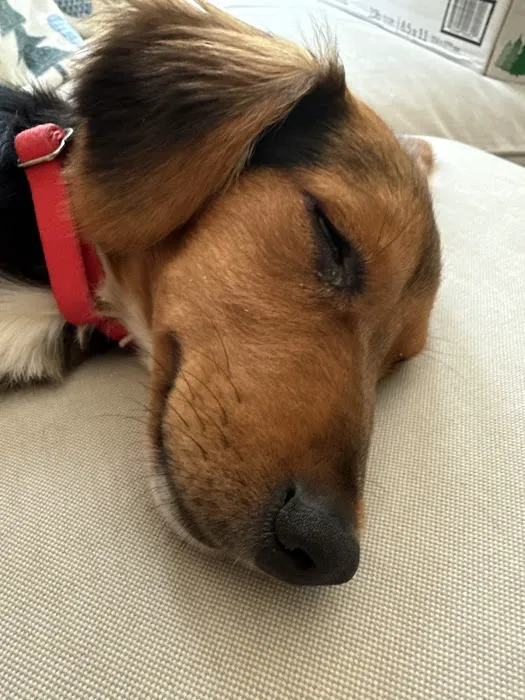 Acorn Animal Hospital Picture 5