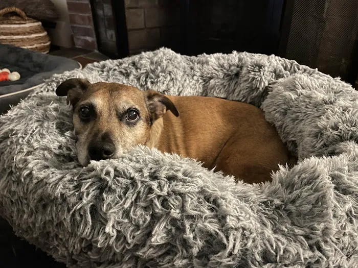 Acorn Animal Hospital Picture 6