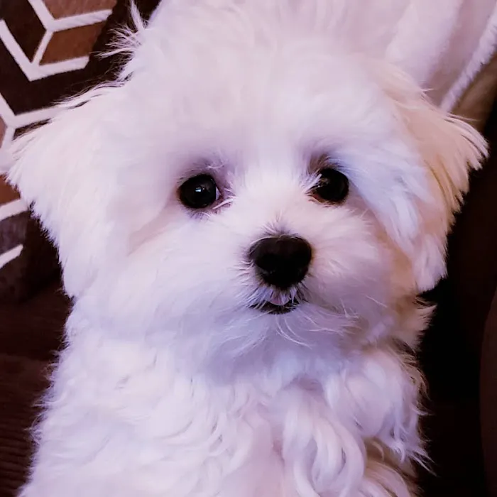 Acorn Animal Hospital Picture 7