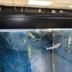 Last Place On Earth Petshop
