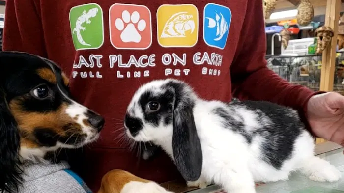 Last Place On Earth Petshop Picture 6