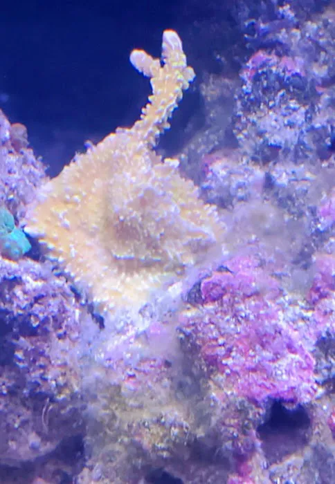 TRSCAquatics Picture 2