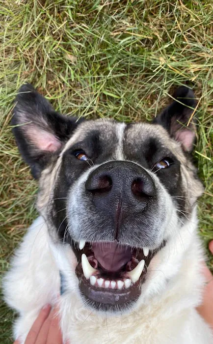 Countryside Veterinary Clinic: Olson Meredith DVM Picture 1