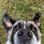Countryside Veterinary Clinic: Olson Meredith DVM