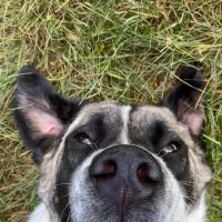 Countryside Veterinary Clinic: Olson Meredith DVM ico