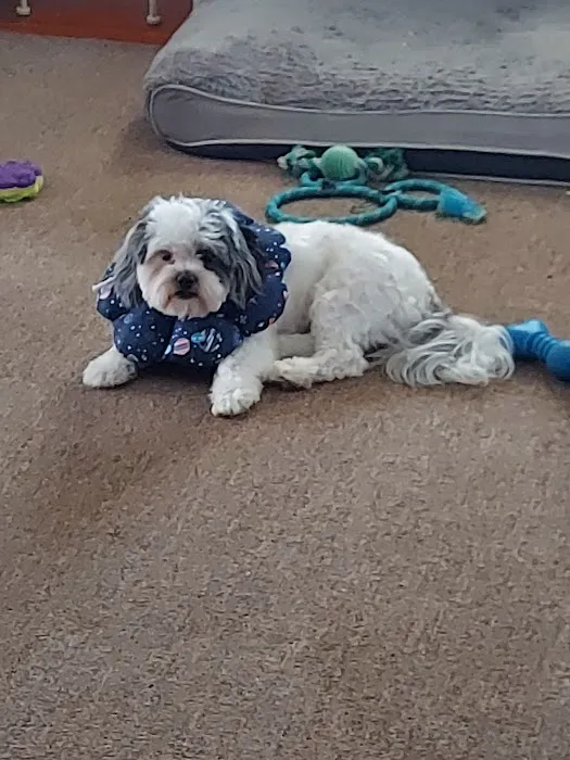 Countryside Veterinary Clinic: Olson Meredith DVM Picture 4