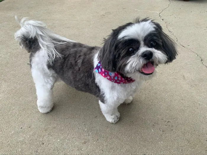 ENV Pet Spa and Grooming Picture 4