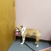 Countryside Veterinary Clinic ico