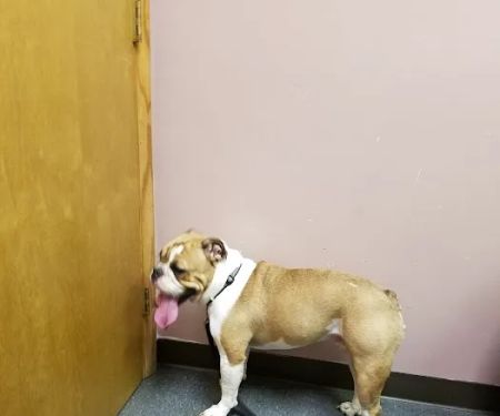 Countryside Veterinary Clinic