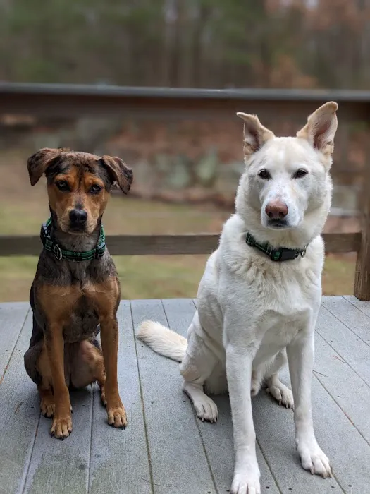 Countryside Veterinary Clinic Picture 2