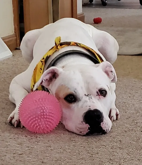 Countryside Veterinary Clinic Picture 8