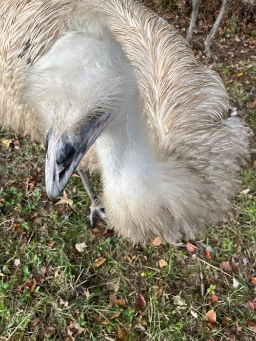 Wilbirdland Picture 1