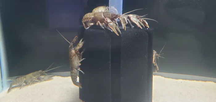 River and Reef Aquatics Picture 1