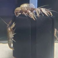 River and Reef Aquatics ico