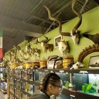 Cold Blooded & Bizarre ico