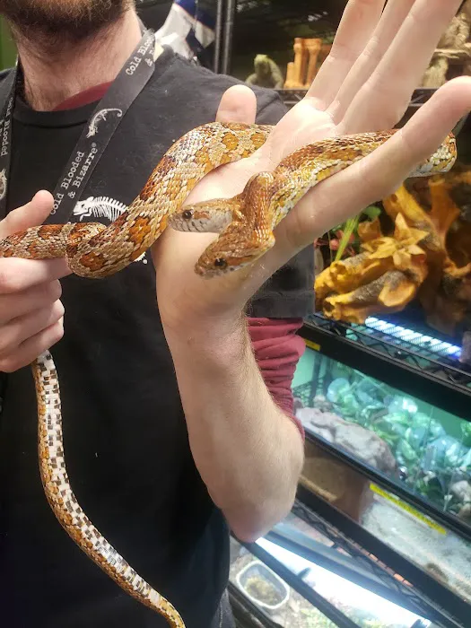 Cold Blooded & Bizarre Picture 9