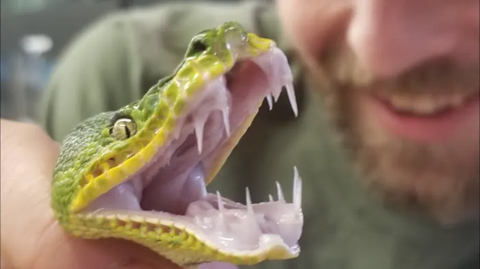 Cold Blooded & Bizarre Picture 5