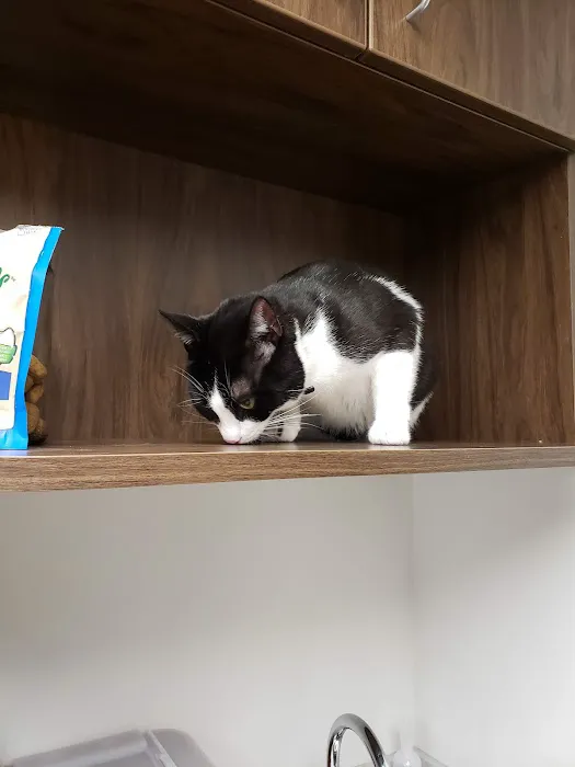 VCA Westboro Animal Hospital Picture 4