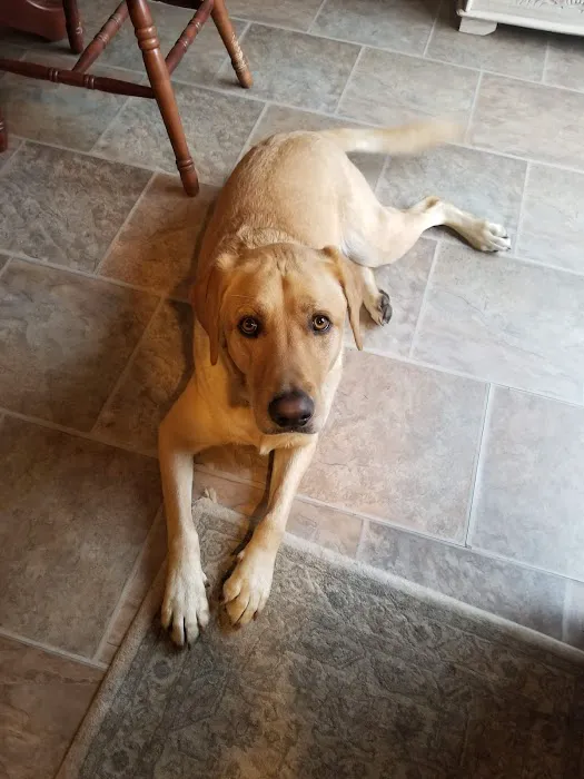 VCA Westboro Animal Hospital Picture 1